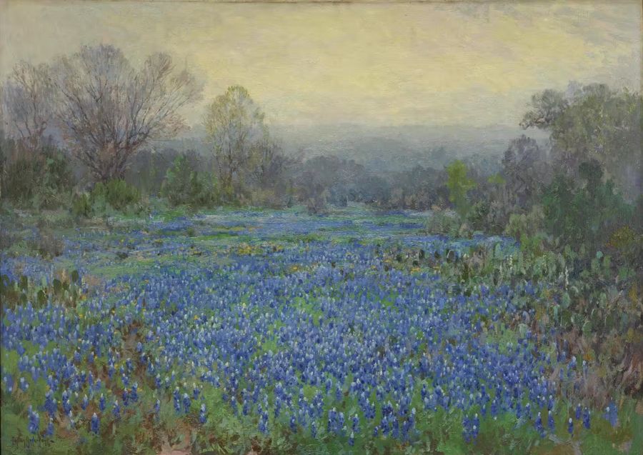 , Field Bluebonnets Spring Meadow