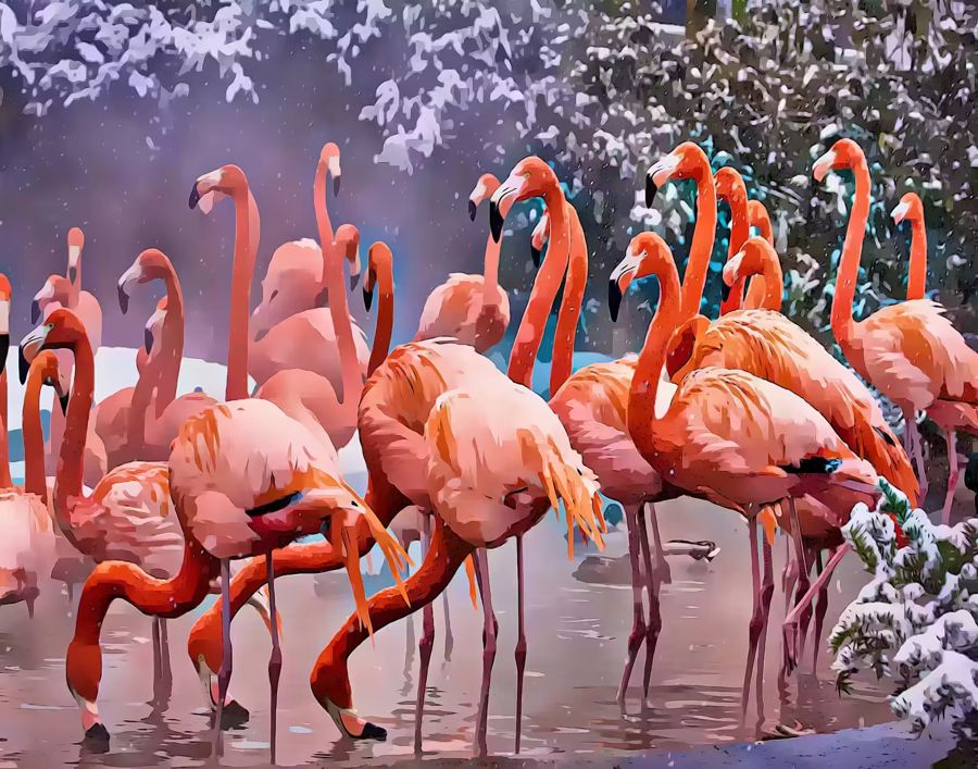 , Flamingo Winter Birds Photography