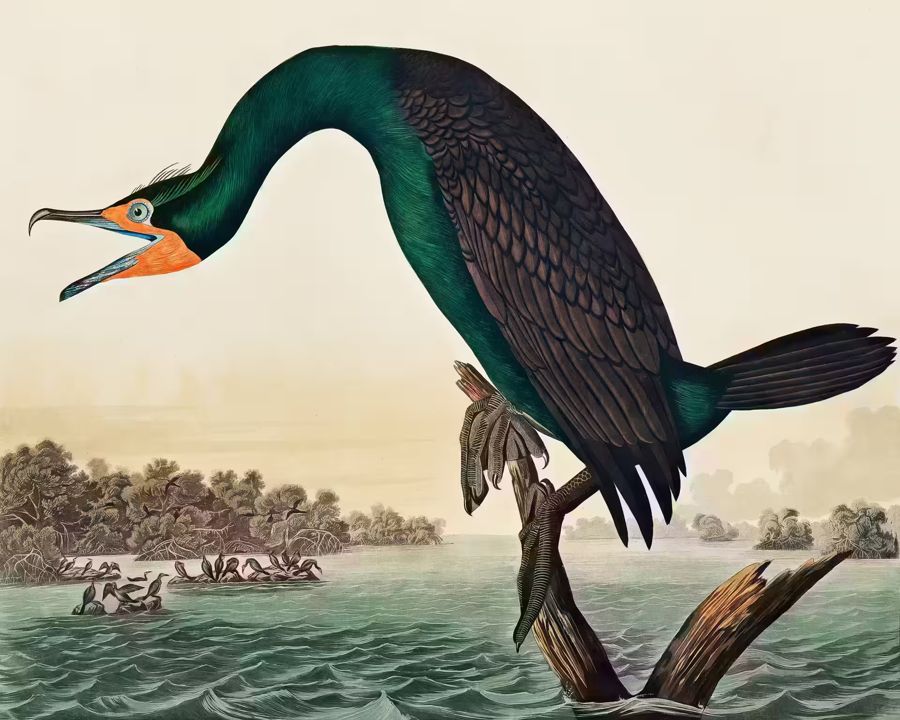 , Florida Cormorant Tropical Bird