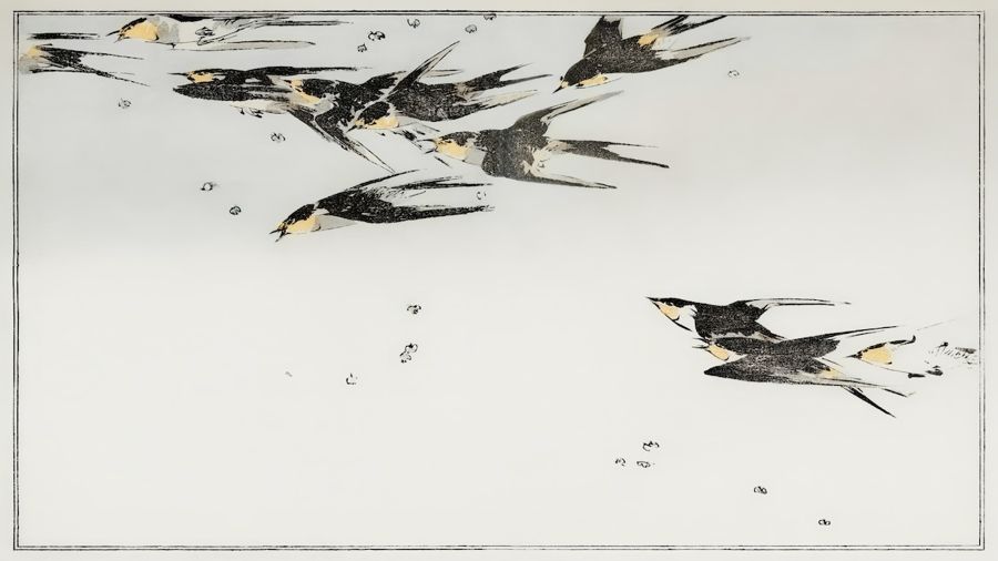 , Flying Magpies
