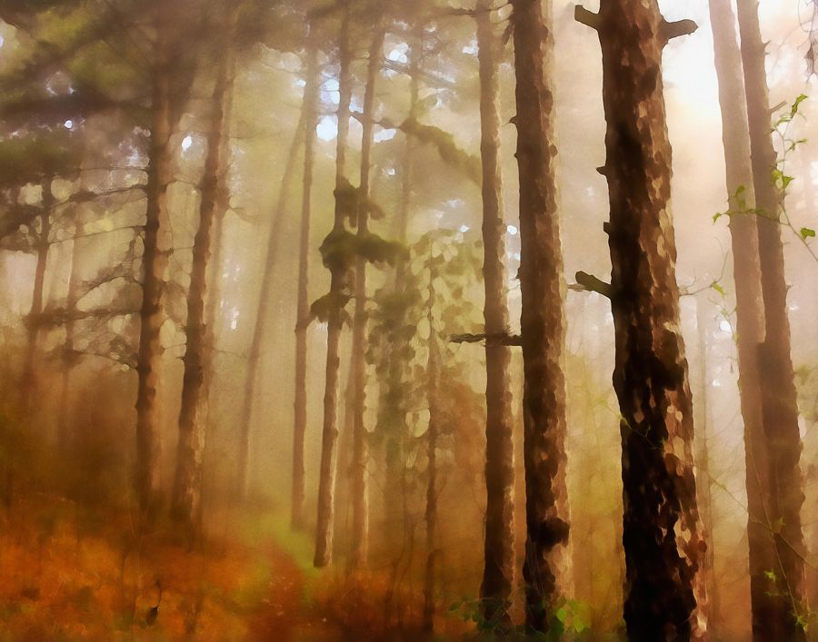 EcoArtLab Originals, Fog Forest Landscape Abstract Home