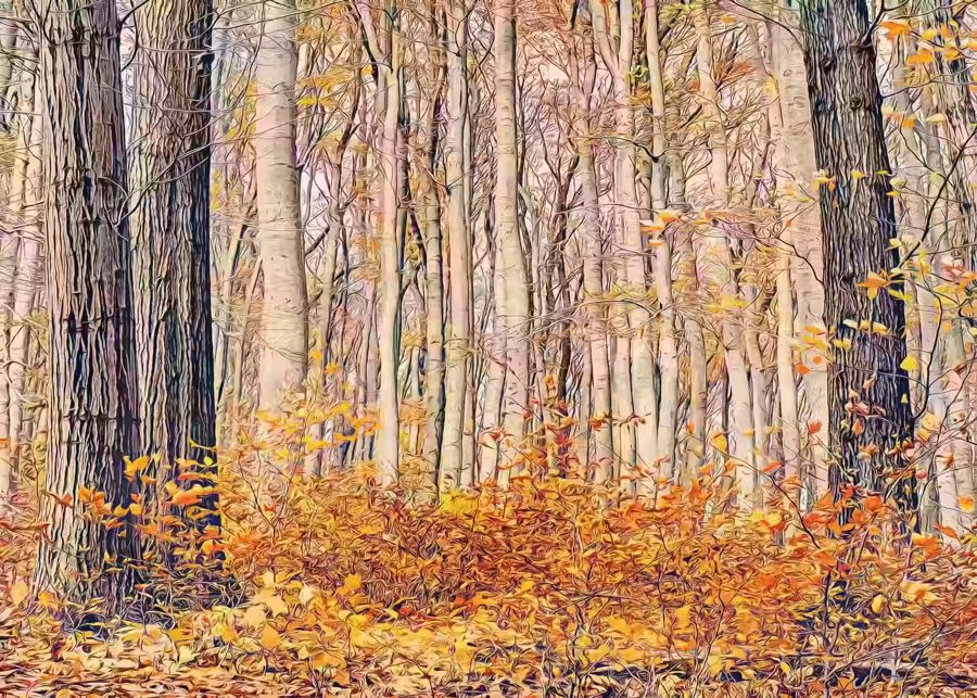 , Forest Autumn Fall Landscape Home