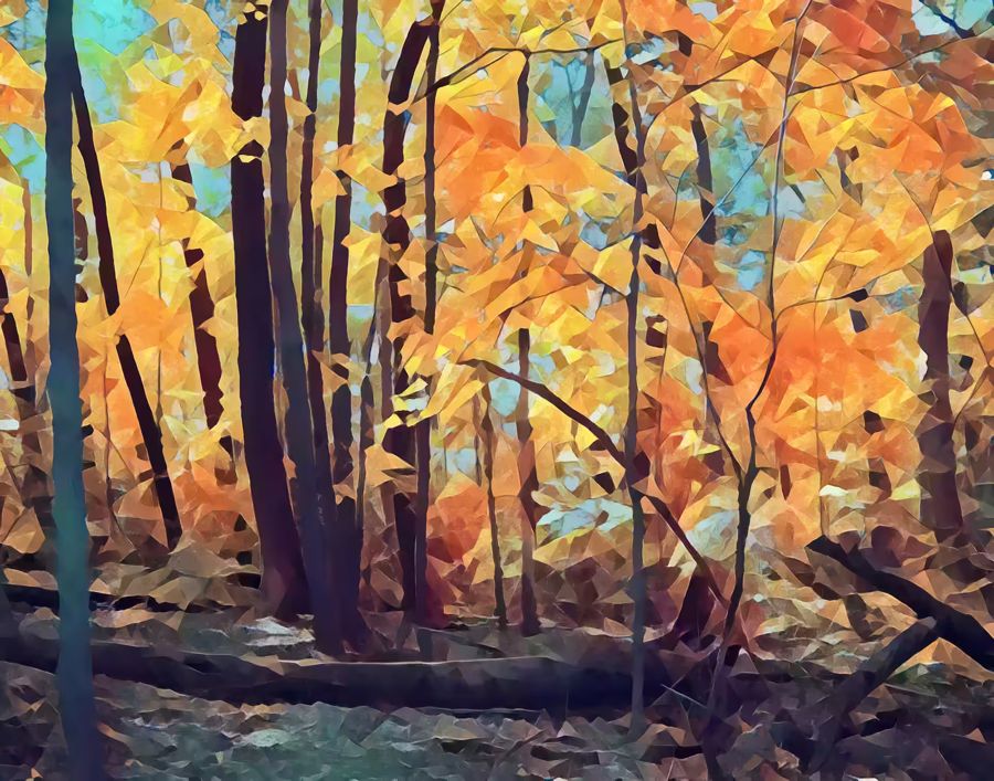 , Forest Fall Autumn Trees Landscape