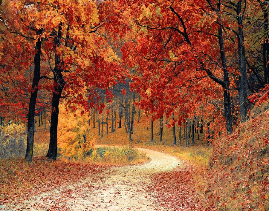Forest Trail Fall Landscape Home