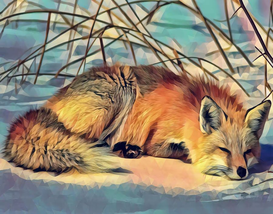 , Fox Lying Snow Fox Nature