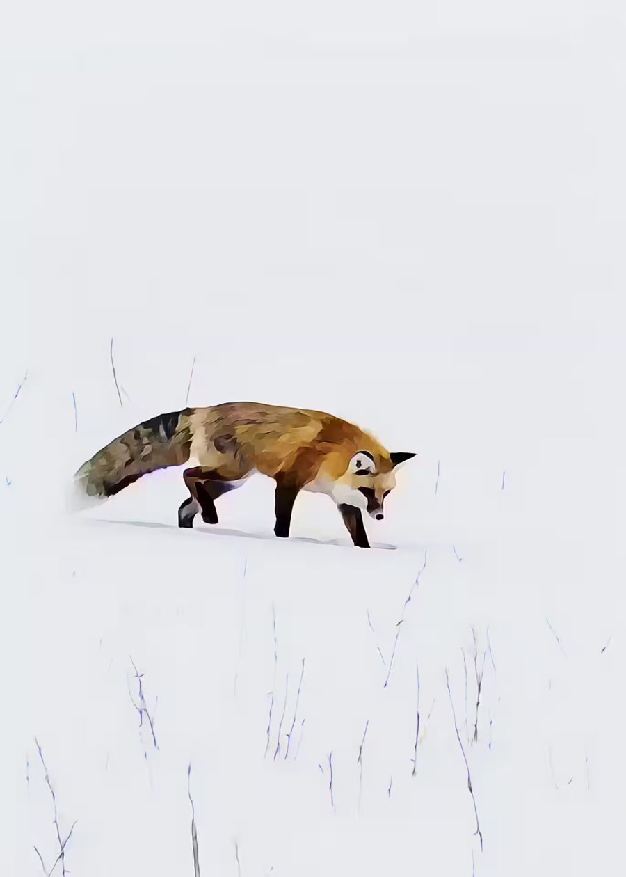 Fox Snow Animal Fox Minimalist
