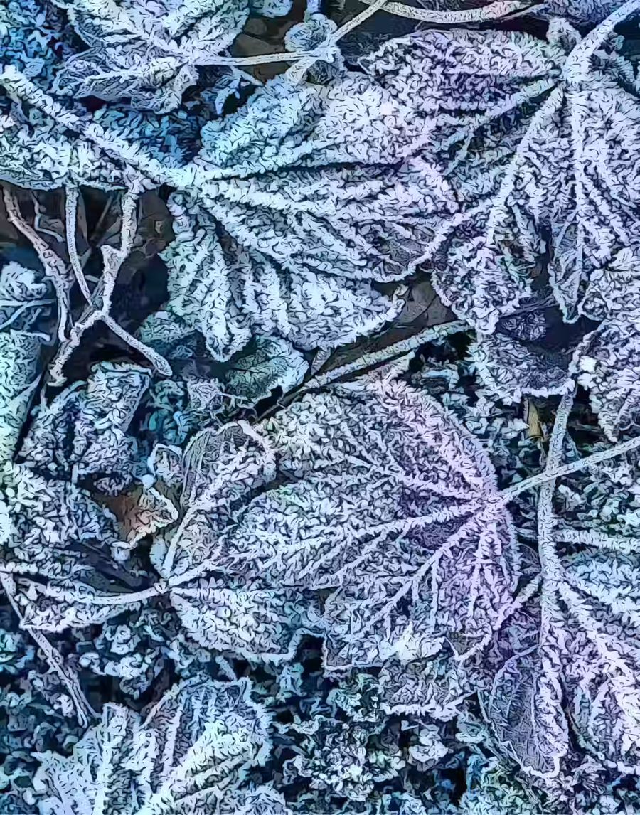 , Frosty Morning Leaves Winter