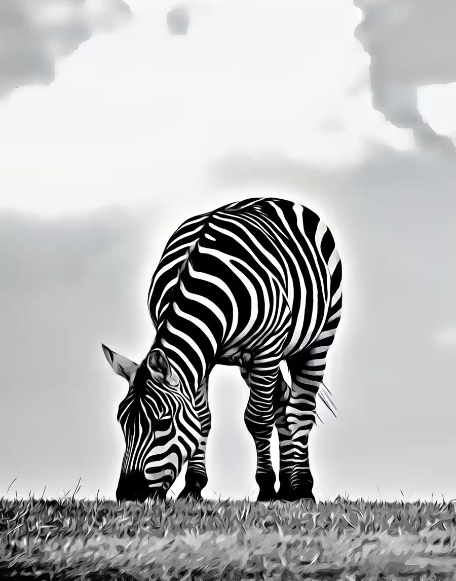 , Grazing Zebra Black White Zebra