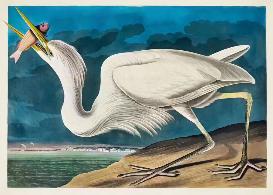 , Great White Heron Tropical Bird