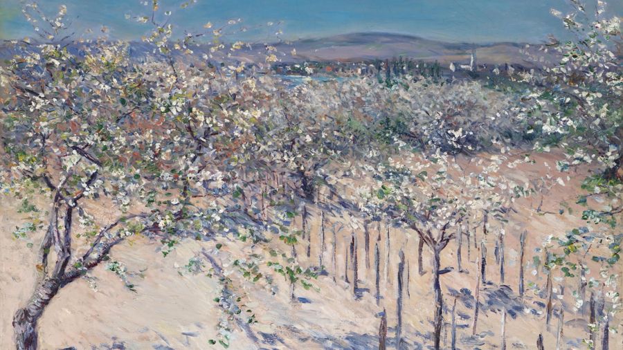 Orchard With Apple Trees In Bloom