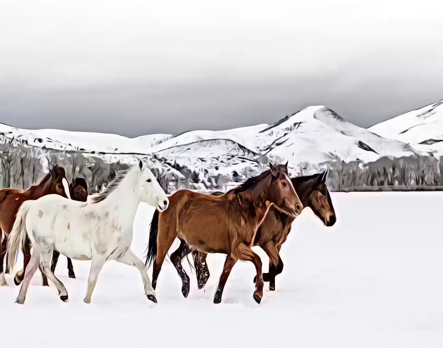 , Herd Horses Snow Horse Animal