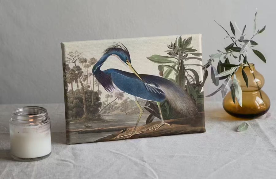 , Herons Tropical Birds 2 Wildlife