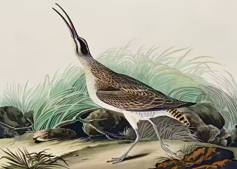 , Hudsonian Curlew Exotic Bird Wildlife