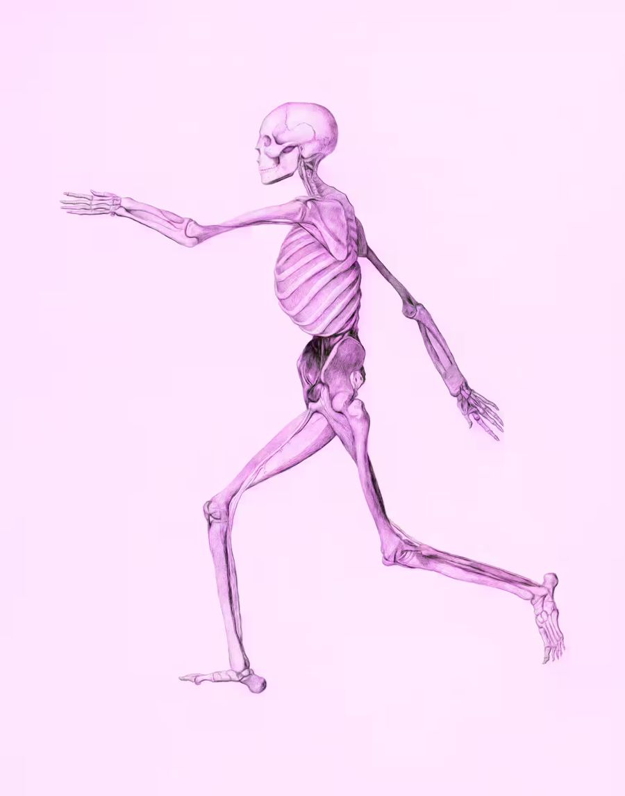 , Human Skeleton Pink Anatomical