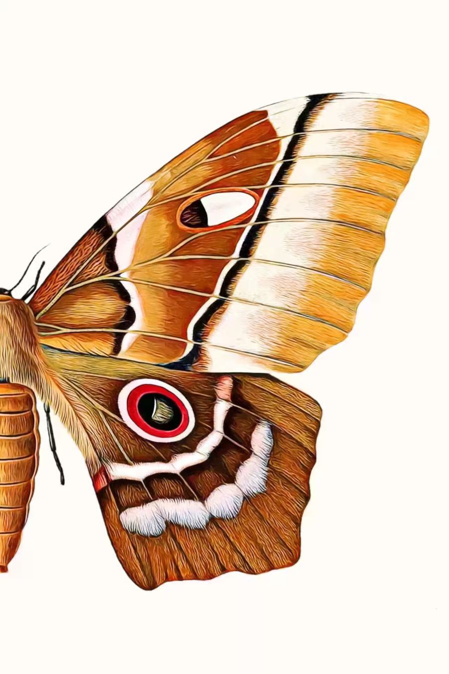 , Insect Moth Butterfly 2