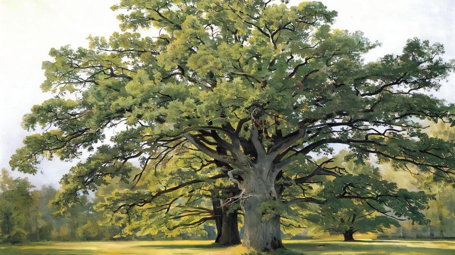 Oaks in Old Peterhof
