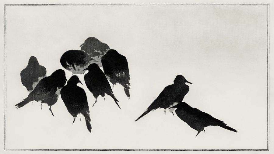 , Japanese Crows