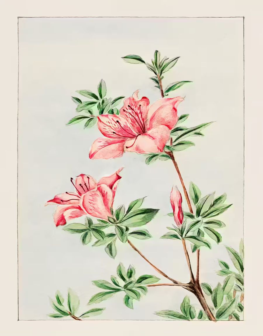 , Japanese Flower Azalea Antique Japanese