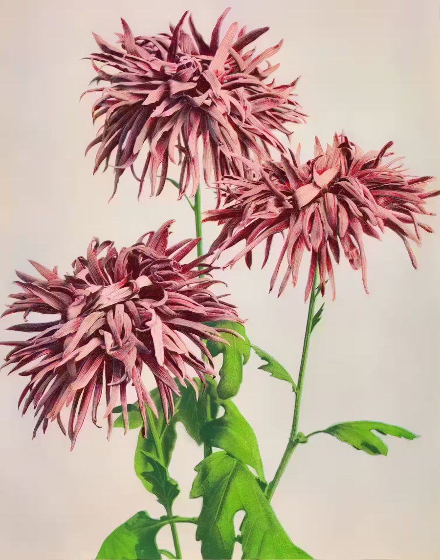 , Japanese Flower Chrysanthemum Antique