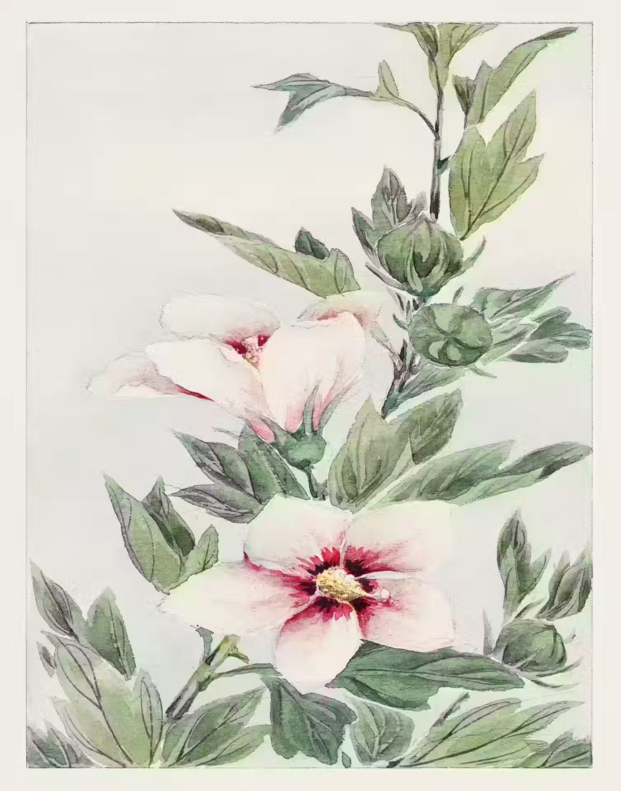 , Japanese Flower Hibiscus Antique