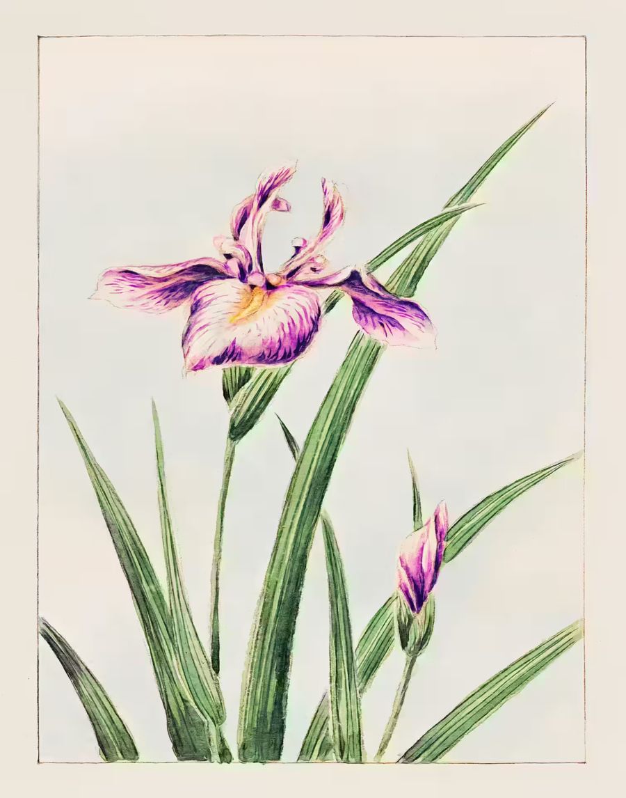 Japanese Flower Orchid Antique Japanese