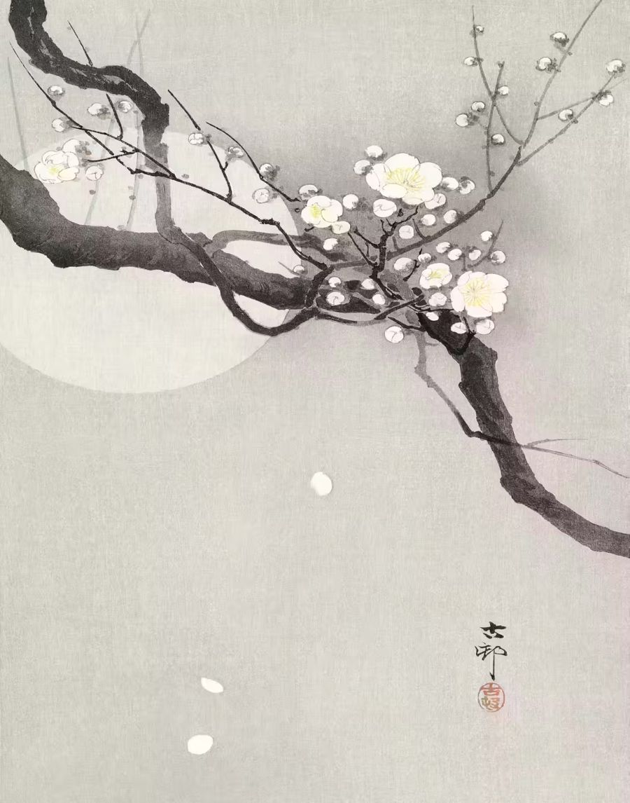 Japanese Flower Plum Blossom Full