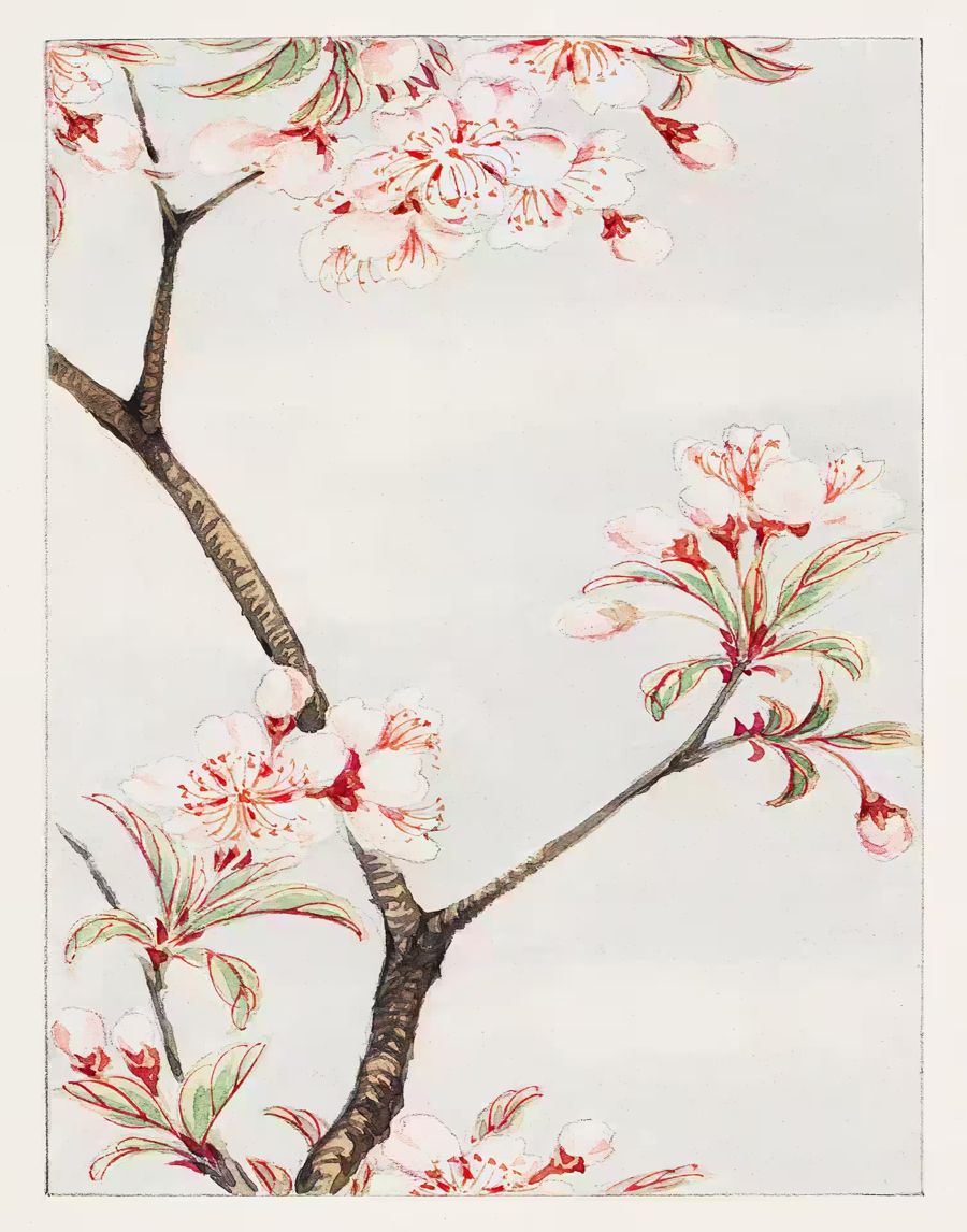 Japanese Flower Sakura Cherry