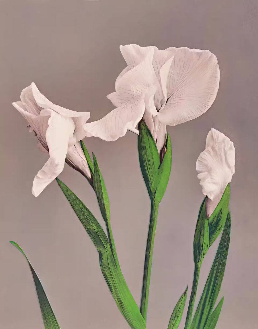 , Japanese Flower White Irises Antique