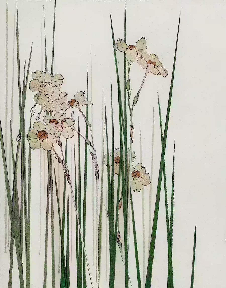 , Japanese Jonquil Illustration