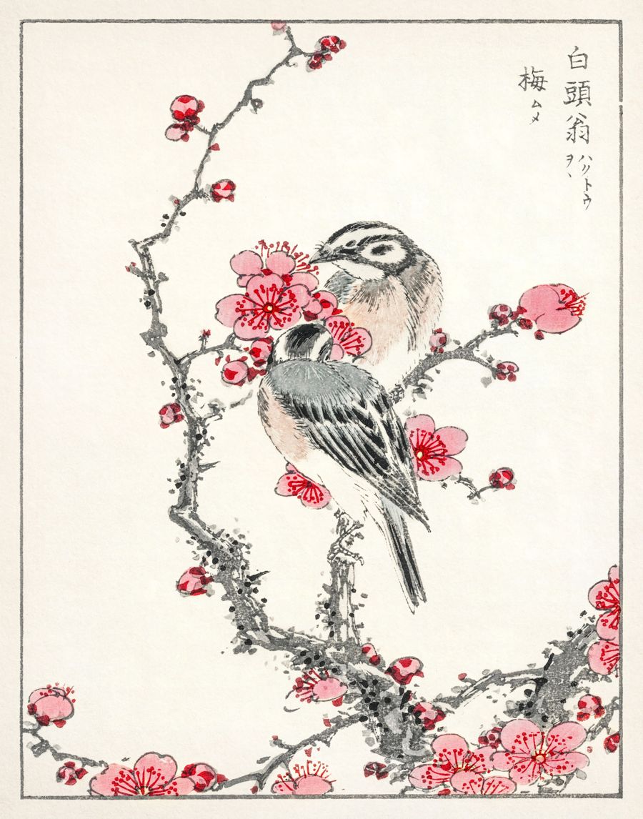 Japanese Pine Bunting Plum Tree