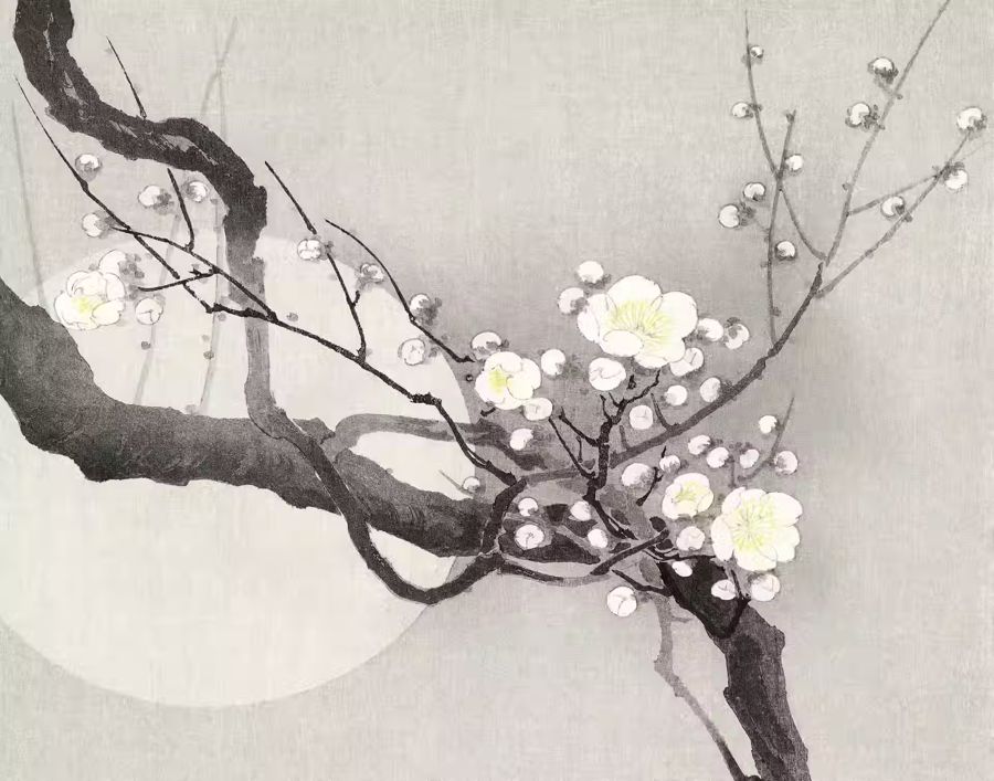 , Japanese Plum Blossom Flower w