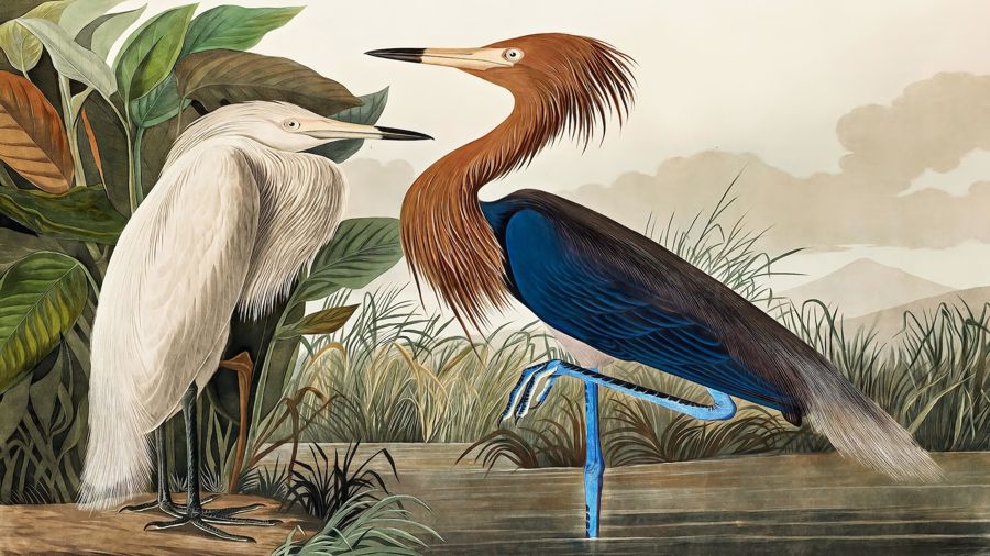 Purple Heron