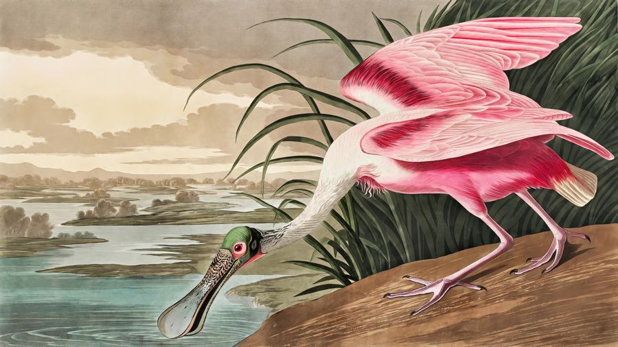 Roseate Spoonbill