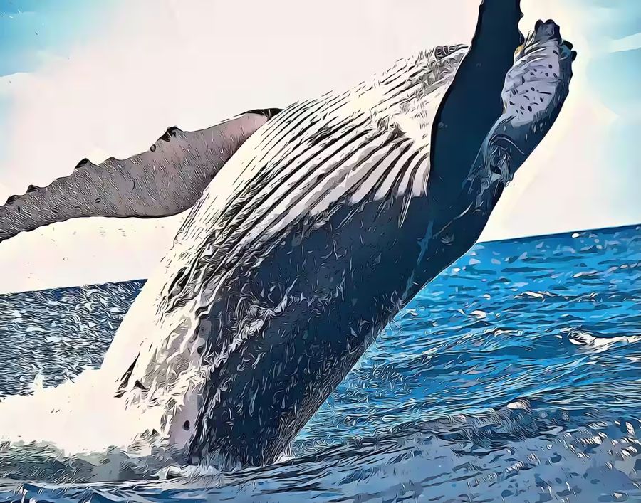 , Jumping Whale Ocean Whale