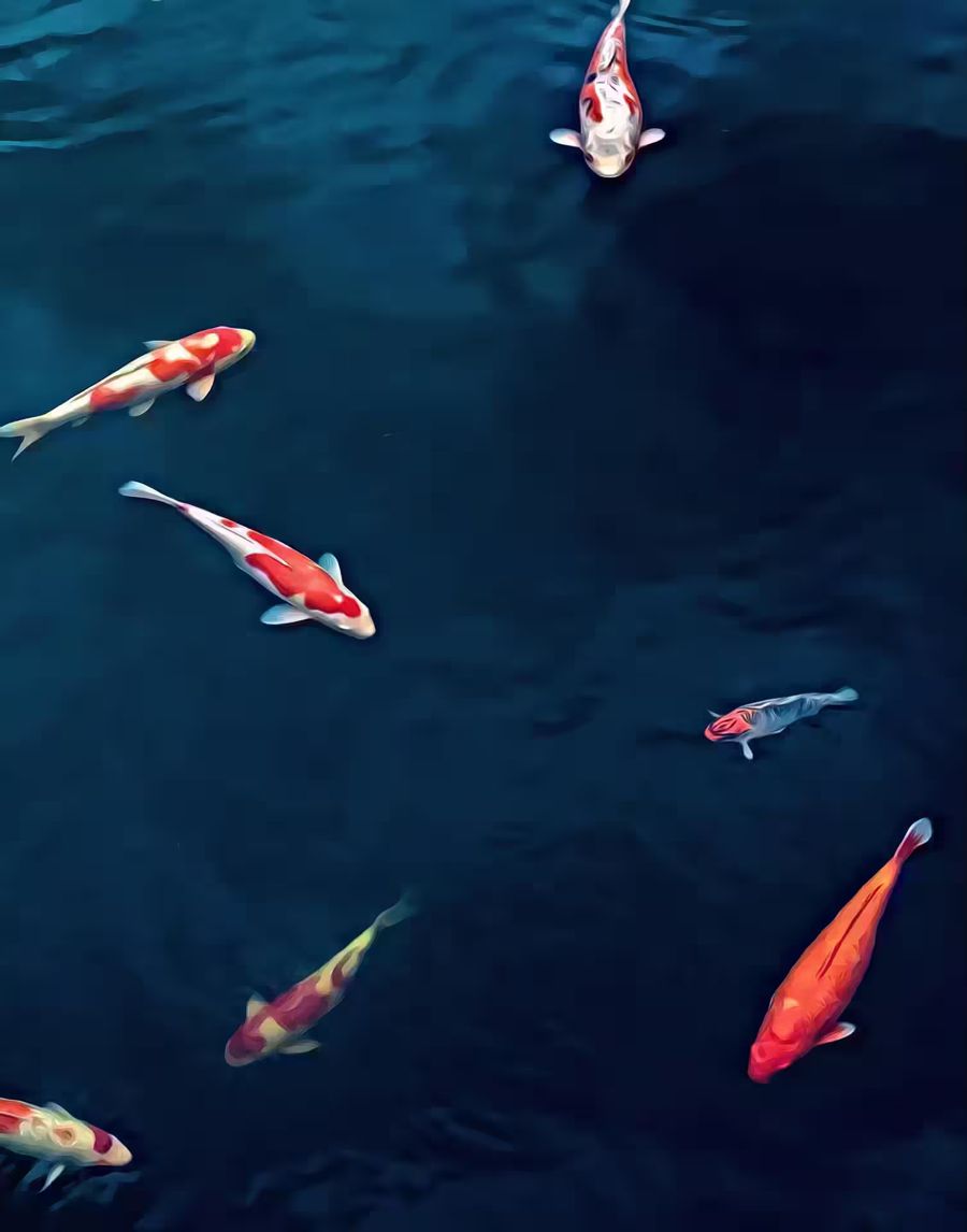 , Koi Fish Japanese Photography
