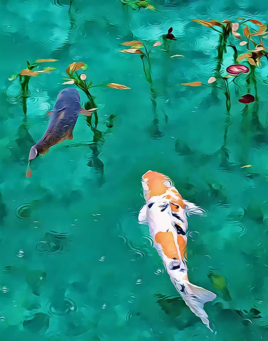 , Koi Fish Koi Fish Colorful