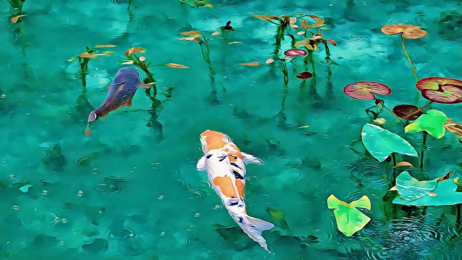 Koi in Pond