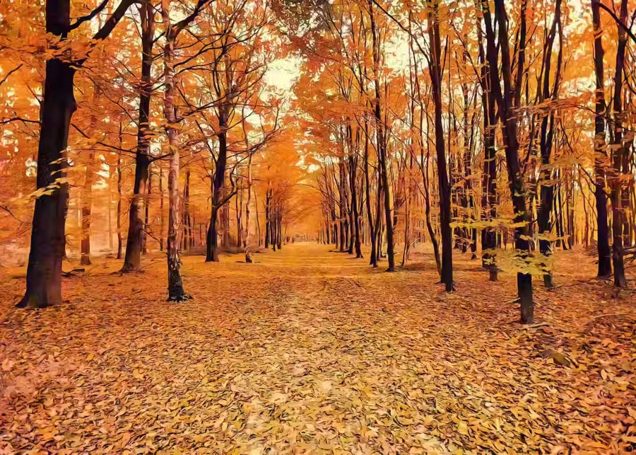Landscape Forest Trail Autumn Fall