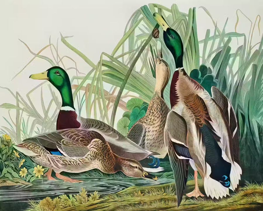 , Mallard Duck Tropical Bird Duck