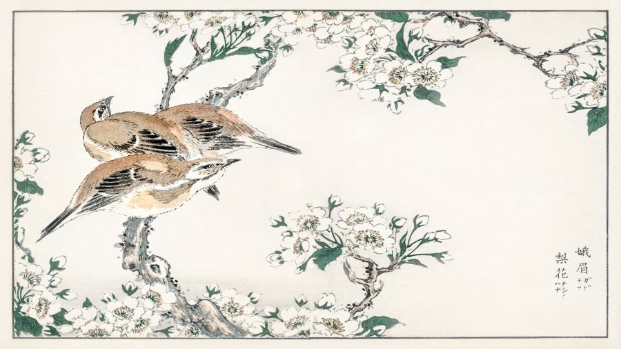 Meadow Bunting and Pear Flower