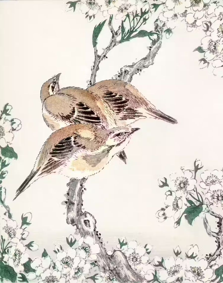 Meadow Bunting Pear Flower Japanese