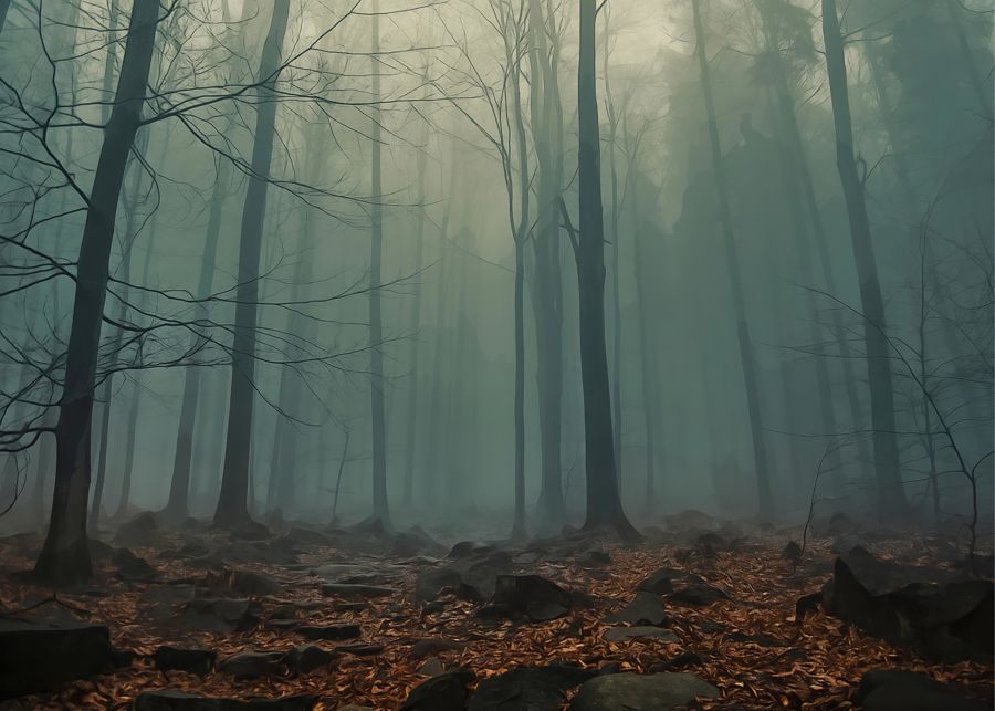 , Mysterious Foggy Woods Forest Landscape