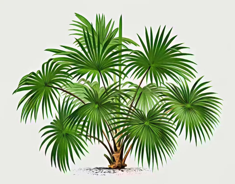 , Palm Tree Drawing Tropical Palm