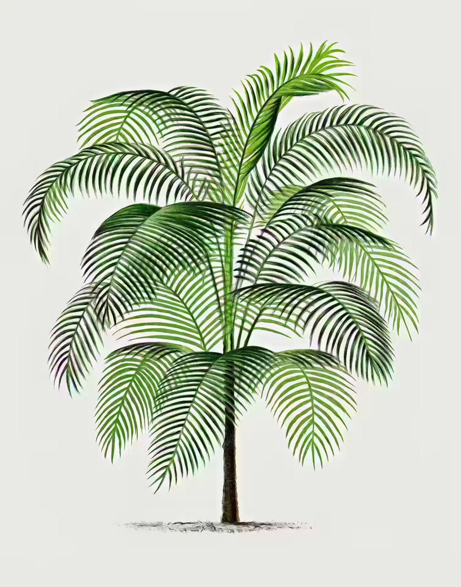 , Palm Tree Drawing Tropical Palm