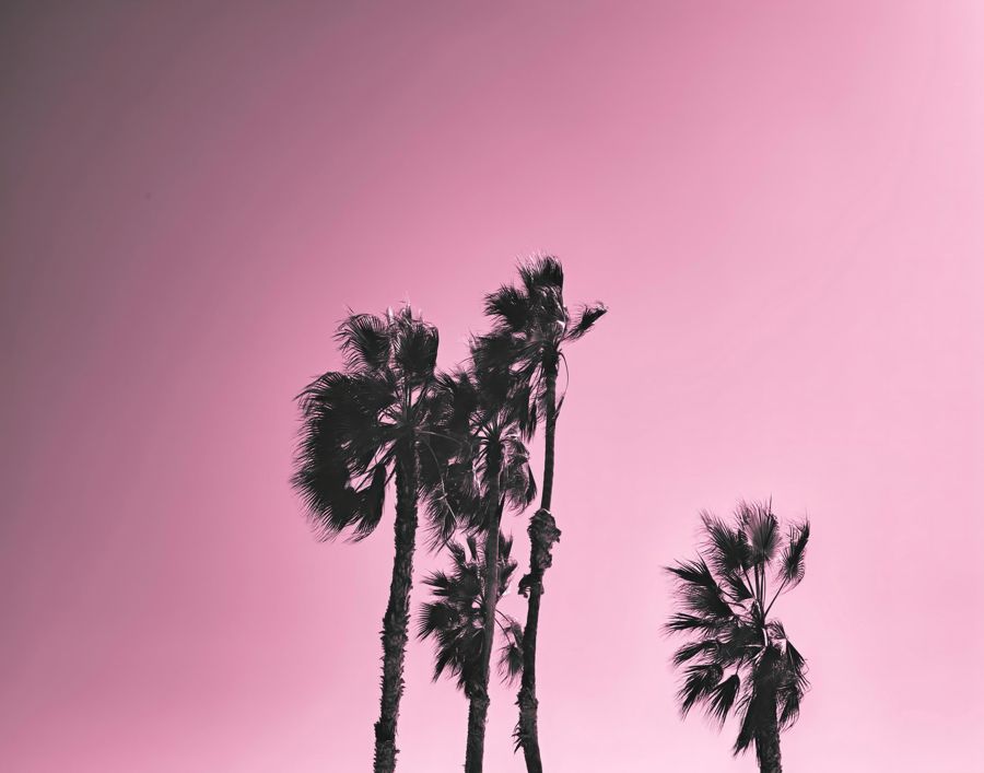 Palm Tree Pink Sky Horizontal