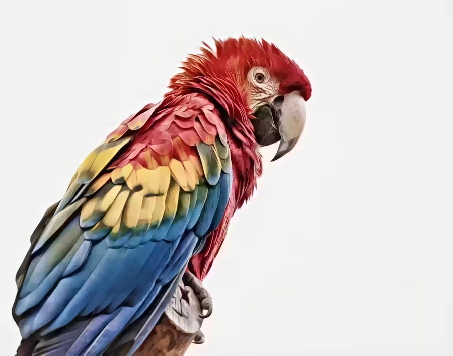 , Parrot Tropical Bird Exotic Scarlet
