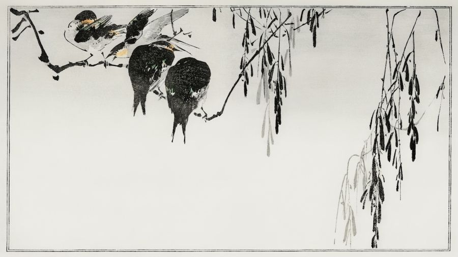 , Perched Magpies