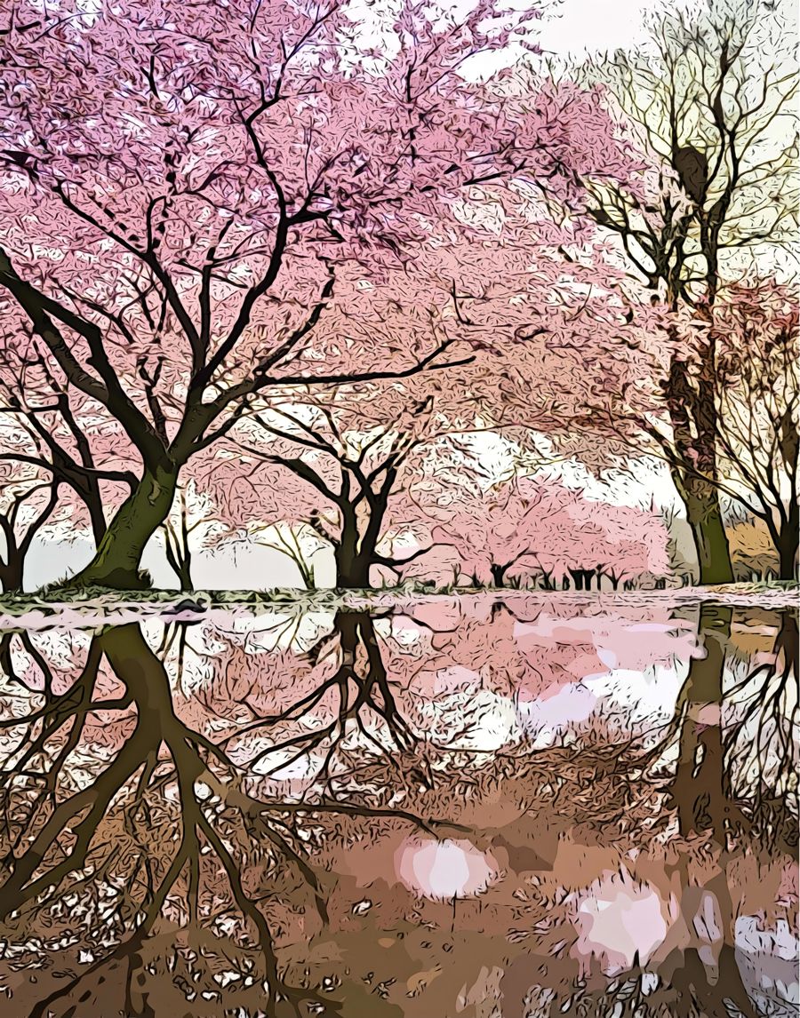 , Pink Blossom Trees Reflection Cherry