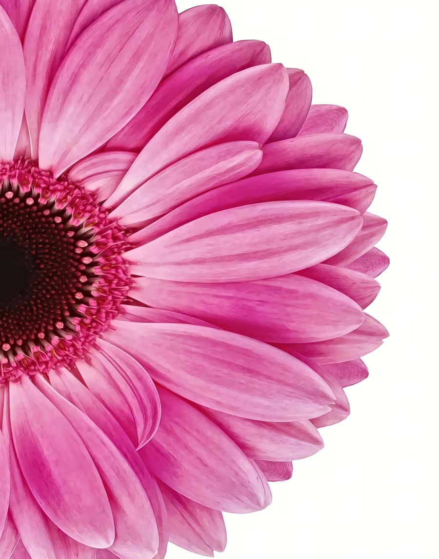, Pink Gerbera Daisy Flower