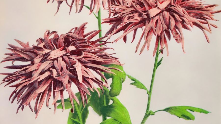 , Pink Vintage Japanese Flowers